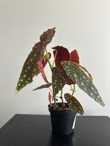 4" Polka Dot Begonia Maculata (c)