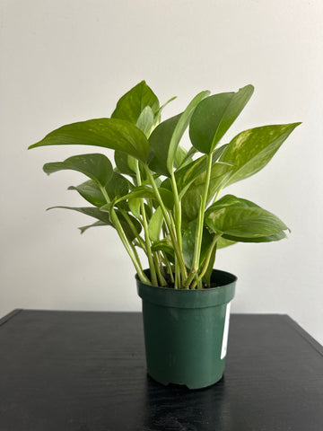 Golden Pothos