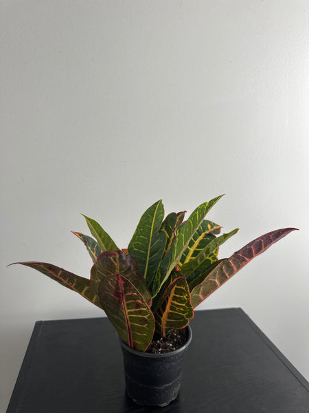 Croton Petra