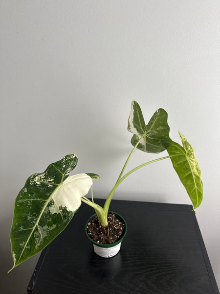4" Variegated Alocasia 'Frydek' (a)