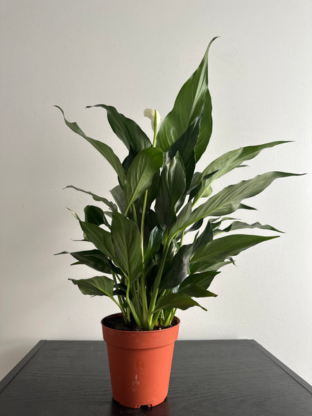 Peace Lily (a)