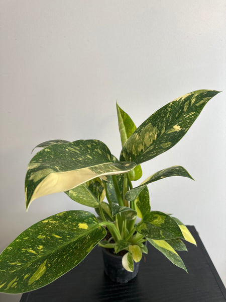 Variegated Philodendron Green Congo (a)