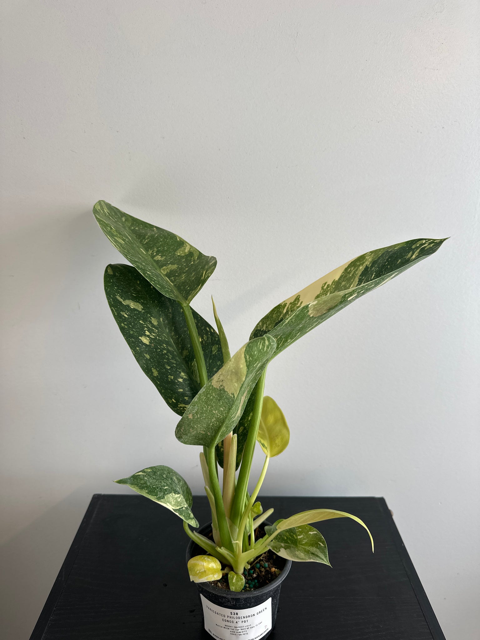Variegated Philodendron Green Congo (d)