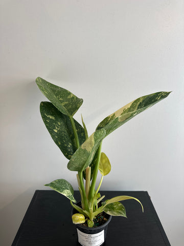 Variegated Philodendron Green Congo (d)