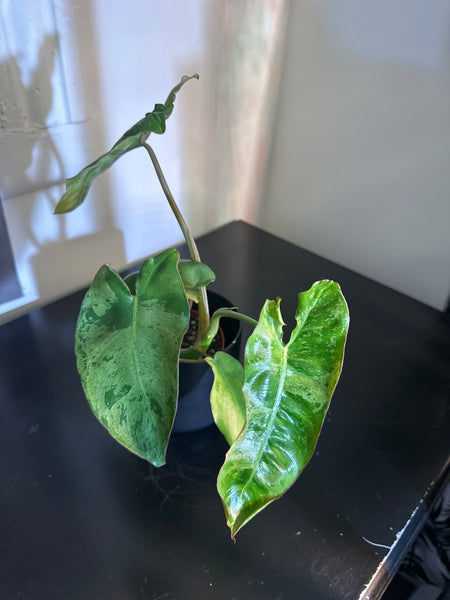 4" Philodendron ‘Paraiso Verde’ (a)