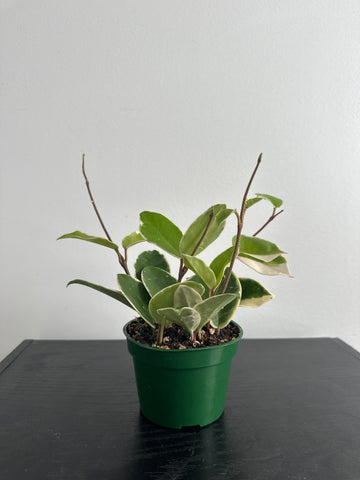 4" Hoya 'Krimson Queen' (d)