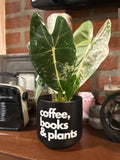 Signature Series Planters - Coffee, Books & Plants (5 color combos)