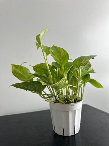 Pothos Neon Queen (a)