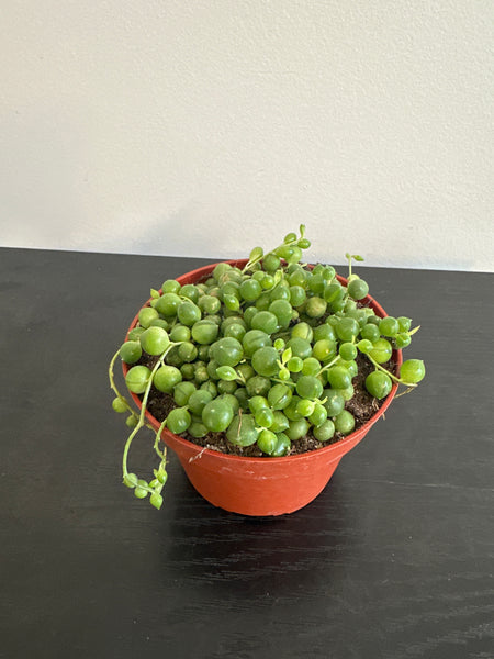 String of Pearls (c)