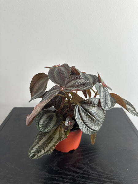 Pilea Spruceana “Friendship” Plant (b)