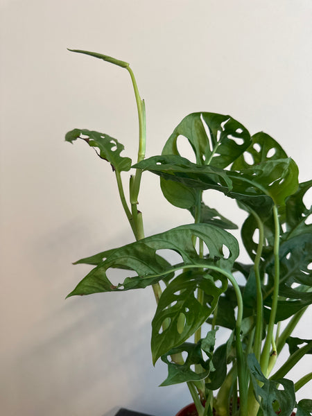 6” Monstera Adansonii (a)