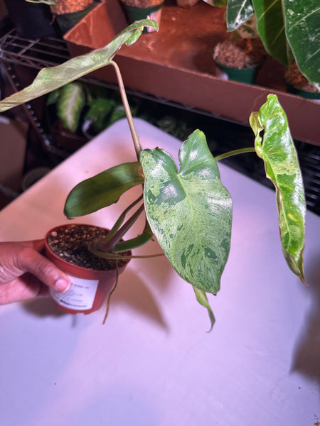 4" Philodendron ‘Paraiso Verde’ (a)