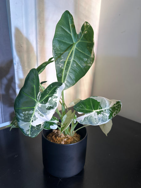 4" Variegated Alocasia 'Frydek' (b)