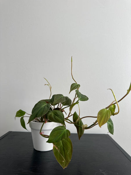 Philodendron Mican (d)