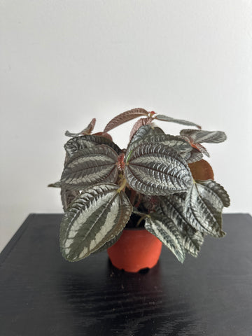 Pilea Spruceana “Friendship” Plant (b)