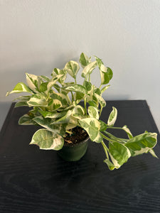 Pearls and Jade Pothos (b)