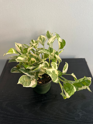 Pearls and Jade Pothos (b)