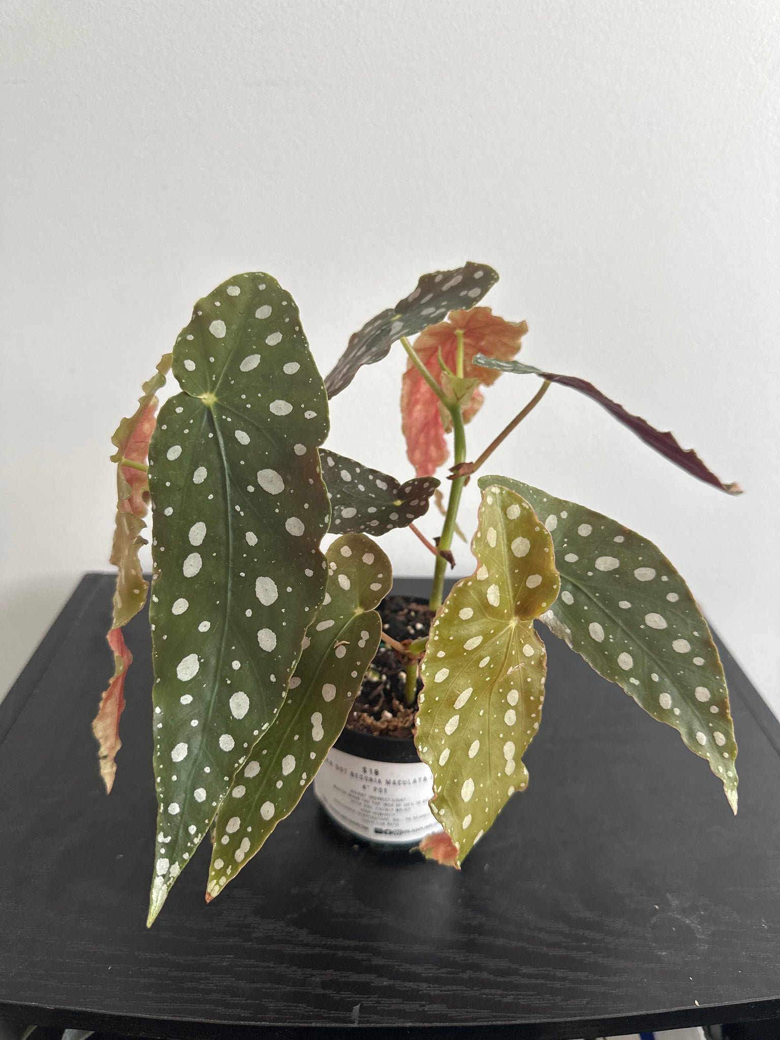 4" Polka Dot Begonia Maculata (d)