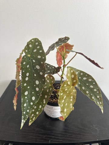 4" Polka Dot Begonia Maculata (d)