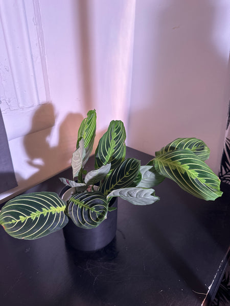 Lemon Lime Maranta Plant (a)