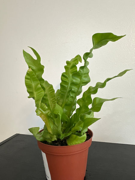 Crispy Wave Fern