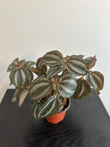 Pilea Spruceana “Friendship” Plant (a)