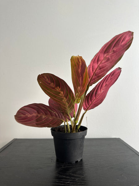 Red Maranta Plant (b)