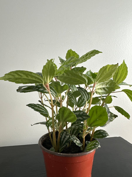 Pilea Cardieri (Aluminum) Plant