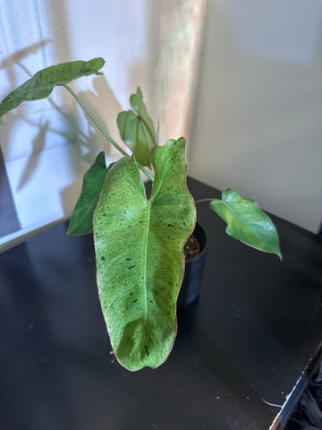4" Philodendron ‘Paraiso Verde’ (c)