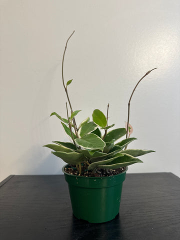 4" Hoya 'Krimson Queen' (e)