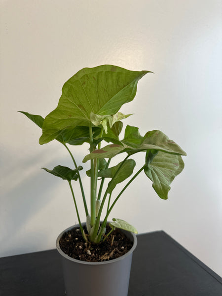 Syngonium 'Confetti' Arrowhead (b)