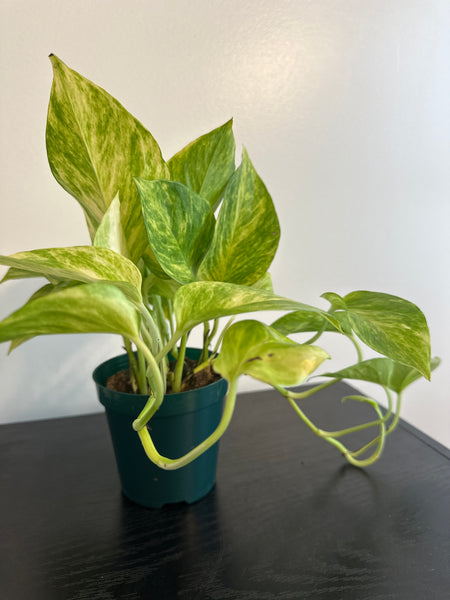 Pothos Neon Queen (c)