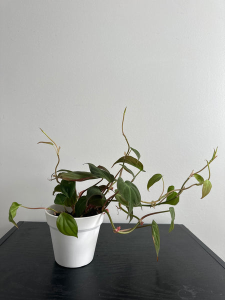 Philodendron Mican (d)