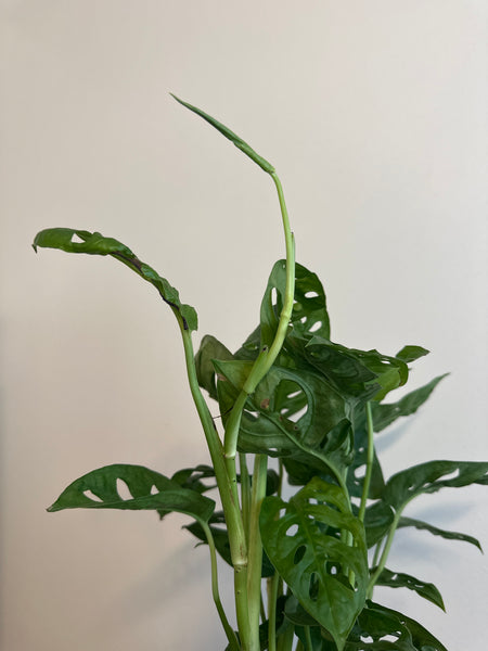 6” Monstera Adansonii (a)