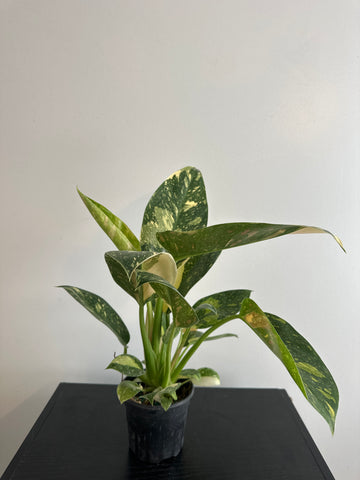 Variegated Philodendron Green Congo (a)