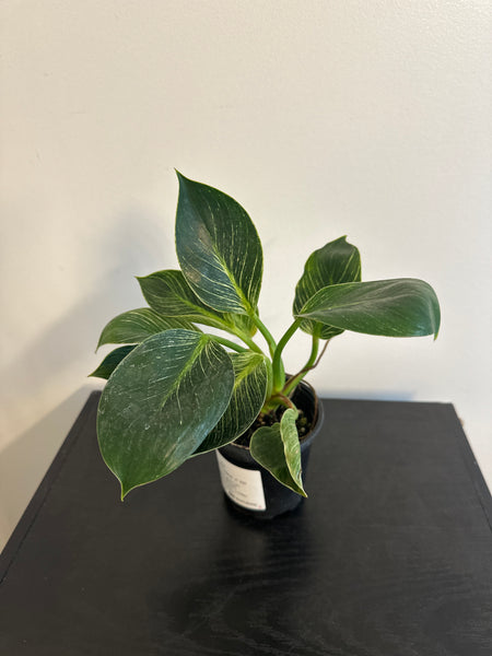 Philodendron Birkin (b)