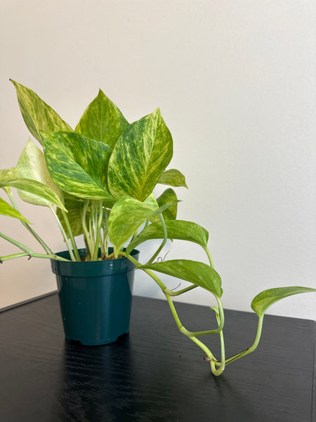 Pothos Neon Queen (c)