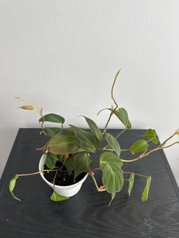 Philodendron Mican (d)