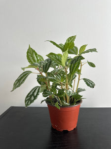 Pilea Cardieri (Aluminum) Plant