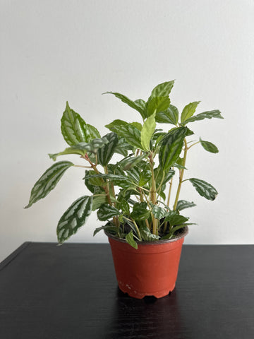Pilea Cardieri (Aluminum) Plant