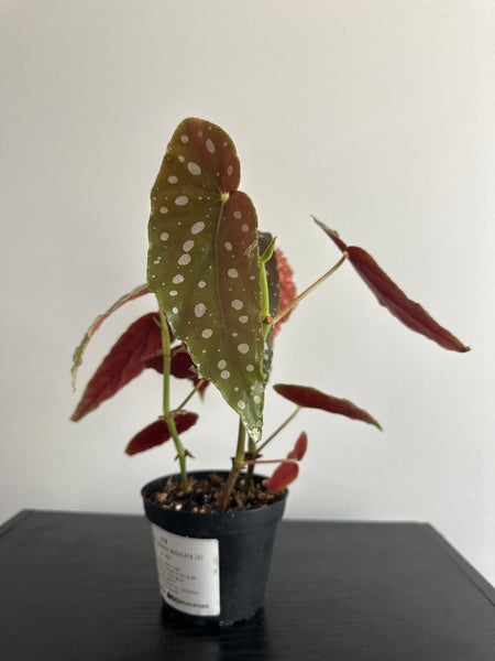 4" Polka Dot Begonia Maculata (c)
