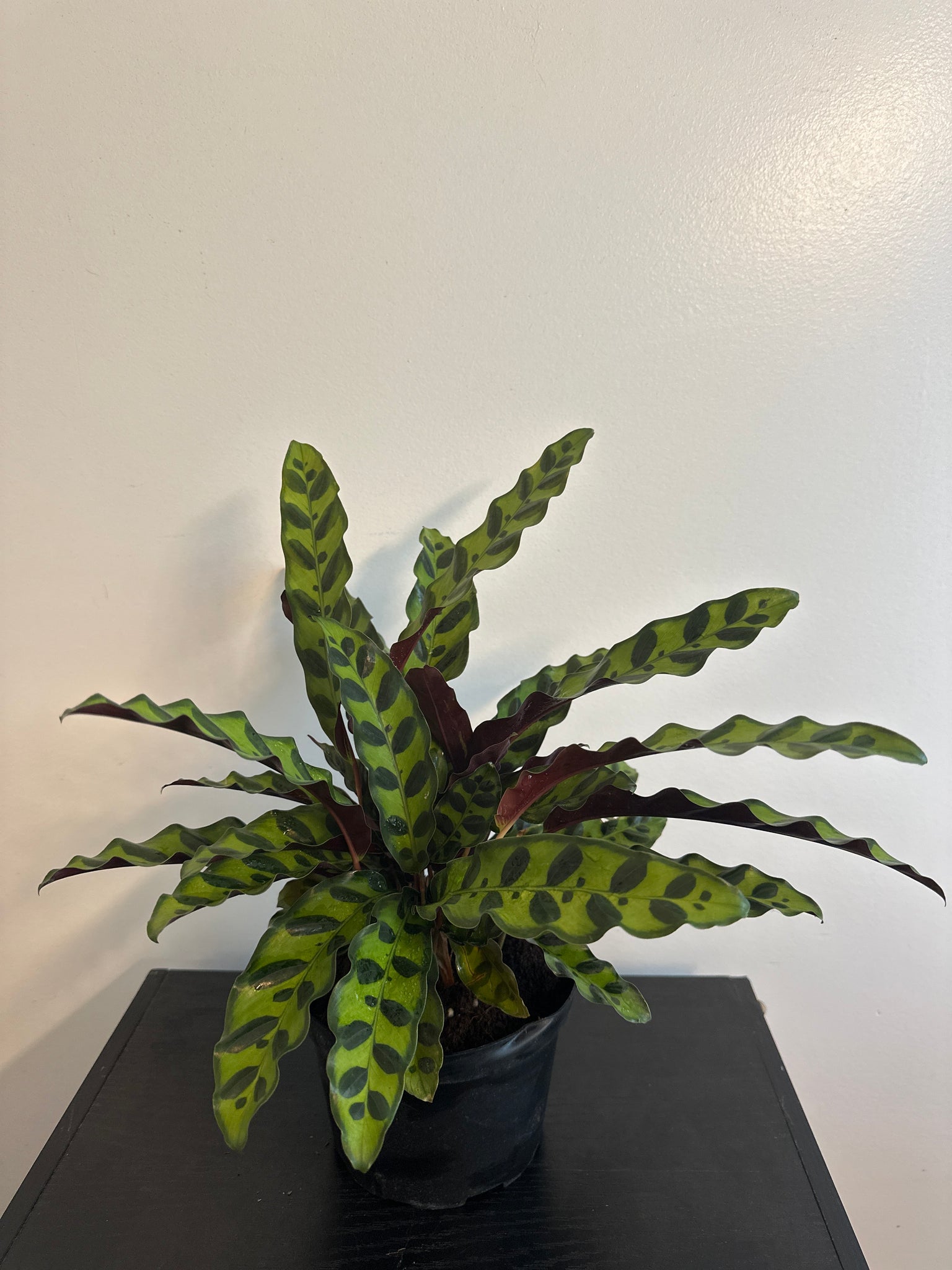 6" Calathea Lancifolia 'Rattlesnake'