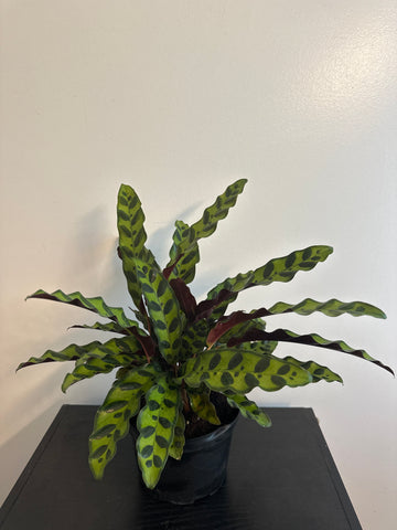 6" Calathea Lancifolia 'Rattlesnake'