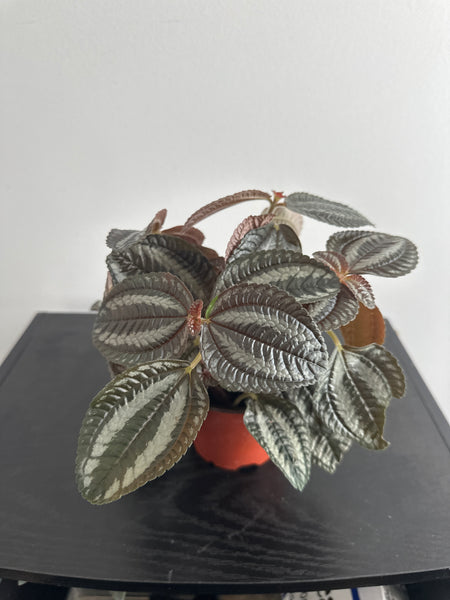 Pilea Spruceana “Friendship” Plant (b)