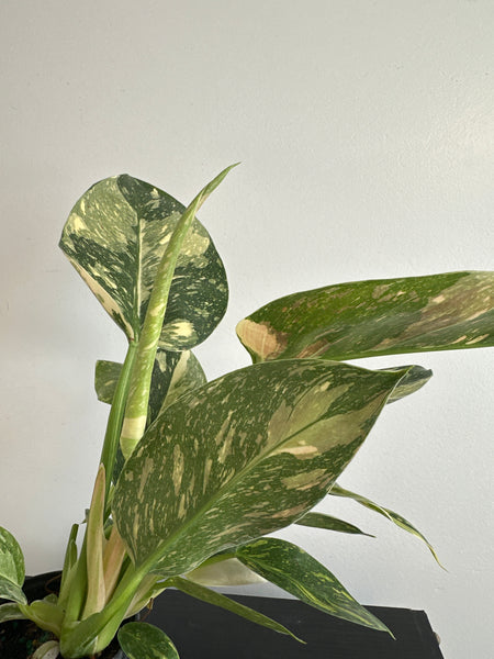 Variegated Philodendron Green Congo (c)
