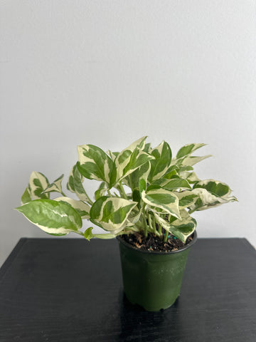 Pearls and Jade Pothos (e)