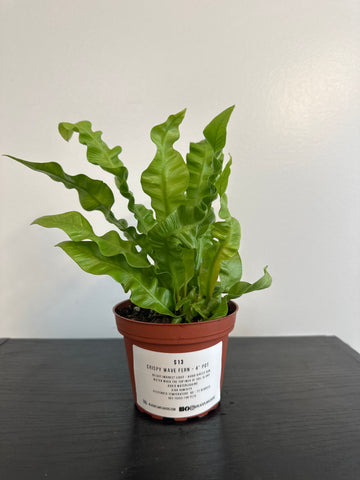 Crispy Wave Fern