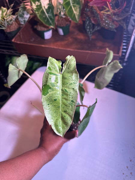 4" Philodendron ‘Paraiso Verde’ (b)