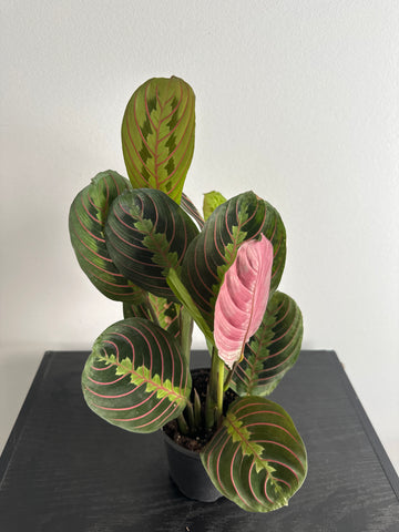 Red Maranta Plant (a)
