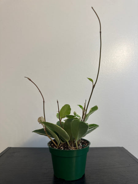 4" Hoya 'Krimson Queen' (e)